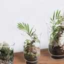 Royal Imports Hurricane Pillar Candle Holder, Clear Glass Flower Vase, Terrarium Planter, Decorative Centerpiece - Use for Floating Tealights, Wedding, Home Display, Holiday - 3 Pc Set, 6", 8" 10"