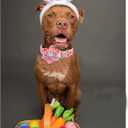 Lionheart glory Easter Day Dog Collar with Flower Dog Collar for X-Small Dogs, Easter Chickens Colorful Dog Flower Collars Spring Pink Collars Puppy Collar Flowers