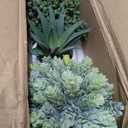 Winlyn Set of 3 Assorted Artificial Succulent Plants in White Concrete Pots Faux Aloe Hops String of Pearls Potted Plants Small Fake Plants for Home Garden Office Desk Counter Shelf Windowsill Decor