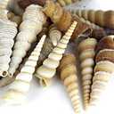 Super Z Outlet Sea Shells Mixed Beach Seashells - Various Sizes up to 2" Shells -Bag of Approx. 50 Seashells