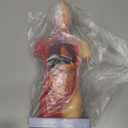 11 Inch Small Human Body Model for Anatomy Study - 15 Detachable Parts Educational Torso with Internal Organs, DIY Assembly Anatomy Model for Students, Teachers, and Medical Healthcare Professionals