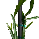  Dragon Fruit Trellis Adjustable Metal Garden Plant Climbing Support with Wide Stretch Ties for Outdoor Vertical Gardens Vining Plants(48 Inch)
