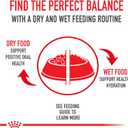 Royal Canin Feline Breed Nutrition Siamese Adult Dry Cat Food, 6 lb Bag (EXP 08/13/26)