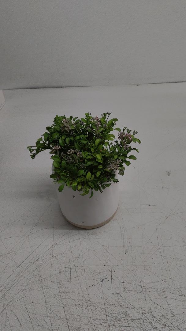 Boxwood Plant - Threshold