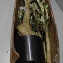 Bellacat Faux Olive Tree 6ft，Olive Trees Artificial Indoor with Natural Wood Trunk and Realistic Leaves and Fruits. 6 Feet(72in) Fake Olive Tree for Home House Office Décor.