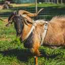 Goat Harness, Asatre Sheep Livestock Hemp Goat Halter, Small to X-Large, Fleece Lined, Multi-Clasp, Machine Washable Soft Durable Restraint (X-Large)