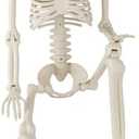36" Halloween Skeleton, 3 ft Human Skeleton Full Body Posable Joints Plastic Skeleton for Halloween Decoration, Yard Patio Lawn Garden Skeleton Spooky Party Decoration Indoor Outdoor