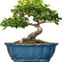 Bonsai Tree Pot - 11 Inch Ceramic Succulent Pots, Bonsai Planter for Indoor Outdoor, Decorative Plant Pot with Drainage Hole, Oval Flower Pot, Home Garden Decor, Garden Gifts, Retro Blue