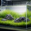 2.2-8.1 Inches Natural Seiryu Stone, 5 PCS Mixed Sizes Aquarium Rocks for Aquascaping, Iwagumi Layouts, Terrariums & Aquarium Dcor
