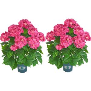 QIANYUN Artificial Hydrangea Tree 29" Tall (Set of 2), Faux Pink Hydrangea Plant in Pot, Realistic Artificial Plant for Indoor Outdoor Porch, Patio, Balcony Decor
