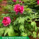 Sekcen 6 Pack 16 x 24 Inch Peony Support Cage Grow Through Plant Supports for Outdoor Plants Peony Ring Hoop Grow Through Grid Stakes