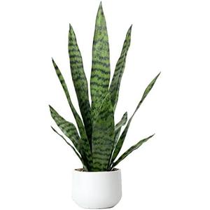 Artificial Snake Plant 22.5" Faux Agave Fake Sansevieria Artificial Potted Plants for Indoor and Outdoor Home Office Dcor (White Pot) : Home & Kitchen