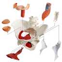 Female Pelvis Model with Pelvic Floor Muscles Perineal Model Female Anatomy Model 1:1 Life Size Human Skeleton Medical Science Educational Equipment Anatomy Medicine
