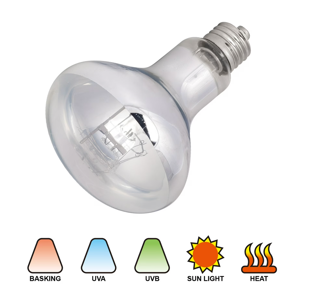 3 Pack 100-Watt Basking Light for Reptile - Heat Lamp Bulbs for Reptiles & Amphibians Broad Spectrum Reptile Light for Glass Terrariums Suitable for Bearded Dragons Light Lizards Iguanas basking Bulb