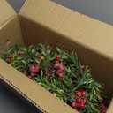 2 Pack Artificial Christmas Garland String Lights with 162 Snowy Red Berries 55 Green Leaves 20 LED Lights Battery Operated for Xmas Mantle Indoor Outdoor Holiday Christmas Decoration