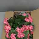 2Pcs 20" Artificial Boxwood Topiary Ball with Flowers Plants with Ground Spikes for Outdoor UV Resistant Realistic Fake Bushes Plants for Garden Yard Front Porch Patio Decor (Begonia Peach red)