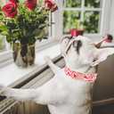 3 x Maca Bates Valentines Dog Collar Comfortable Soft Heart Dog Collar with Metal Buckle Adjustable Puppy Collar Valentine for Small Medium Large Dog (Valentine-Pink Love)