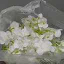 Auihiay 64 PCS Artificial Hydrangea Flowers, Silk Hydrangea Full Flowers Heads with Stems for Wedding Centerpieces, Home, Garden, Baby Shower, Party Decoration (Ivory)