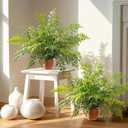 2 Pack Artificial Fern Plants in Pots Artificial Boston Ferns Potted Plants Faux Fern Bush Plant Shrubs Greenery for Outdoor Indoor Porch Patio Farmhouse Garden Living Room Office Table Decor (Type 2)