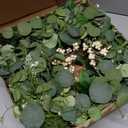 Qingbei Rina Spring Wreaths for Front Door 22-24 Inch, Eucalyptus Door Wreath with White Berry, Maple Leaf, Green Leaf Wreaths Indoor Outdoor, Farmhouse All Seasons Porch Home Decor