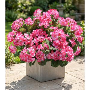 Artificial Geranium Fake Flowers for Outdoors Decoration, 6 Bundles Silk Geraniums Pink Flower UV Resistant Look Real Faux Plants for Outside Planter Front Door Garden Porch Patio Balcony Yard Home