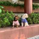 YQYS Pet T-Shirts Thick Striped Cotton Tee Shirt for Small Dogs and Cats Puppy Clothes Apparel Clothing for Teacup Chihuahua Yorkie Poodle Blue White Small