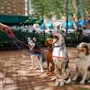 5-Pack No-Pull Dog Slip Leads 5FT Adjustable, Red/Black/Blue/Brown/Purple (for Small Dogs) - Easy On/Off, No Collar Needed, Standalone Use, Ideal for Walking & Training