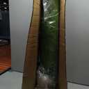 Artificial Bird of Paradise Plant 6Ft Tall Fake Tropical Palm Tree Large Fake Plants with 13 Silk Banana Leaves Faux Plant Indoor Decor Trees with White Pot for Home Bedroom Living Room Office