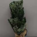 2ft Pre-lit Mini Artificial Christmas Tree,68 PVC Branches Tips & 17 Flowering Pine Needles & LED String Lights & Burlap Wrapped Base,Battery Operated Green Xmas Tree for Tabletop