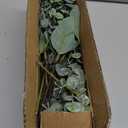 Winlyn 20 Pcs Mixed Artificial Oval Eucalyptus Leaves Bulk with White Seeds Stems and Spray for Vase Floral Wreath Bouquets Wedding Greenery Decoration
