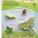 Safari Ltd. Life Cycle of a Luna Moth - Realistic Educational Toy Figurines - Miniature Insect Lifecycle Collection for Boys, Girls & Kids Age 4+