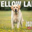 2026 Yellow Labrador Dog Wall Calendar 16-Month X-Large Size 14x22, Monthly Calendar for Home or Office, by The KING Company-Monster Calendars