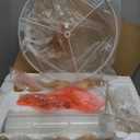 65.5" Natural Real Wood Floor Lamp with S Cluster Pull Chains Dual Switch,Wood Base Tall Lamp,Farmhouse Standing Lamp for Living Room,with Linen Shade,Floor Lamp for Living Room,Bedroom(Bulb Included) (Brown)