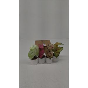 Set of 4 Realistic Artificial Plants Fake Greenery Small Potted for Farmhouse Kitchen Table Centerpieces Home Office Shelf Desk Decor