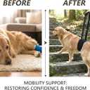 Dog Lift Harness for Rear Legs, Adjustable Dog Support Sling with Soft Padding, Hind Leg & Hip Support for Walking, Stairs & Recovery, Mobility Aid for Senior Dogs (M)