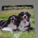 2025 Bernese Mountain Dogs Monthly Wall Calendar by Bright Day, 12 x 12 Inch Cute Dog Breed Gift