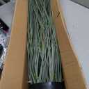 Faux 4ft 2-Pack Horsetail Reed Grass with Pink Spikes, 48in Tall Indoor Outdoor Fake Grass in Pot, Home Office Decorative Artificial Plant & Greenery, Wedding Decor Green Bristlegrass