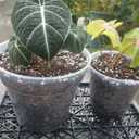 Clear Plastic Plant Pots, Transparent Multiple Sizes For Orchids Houseplants With Trays 9" tall