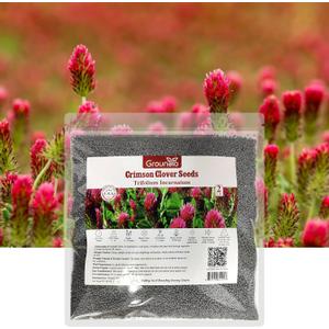 Groundio Annual Crimson Clover Seeds, 2 lbs, Trifolium Incarnatum Seeds for Lawn Alternative, Attracts Pollinators, Nitrocoated and Inoculated