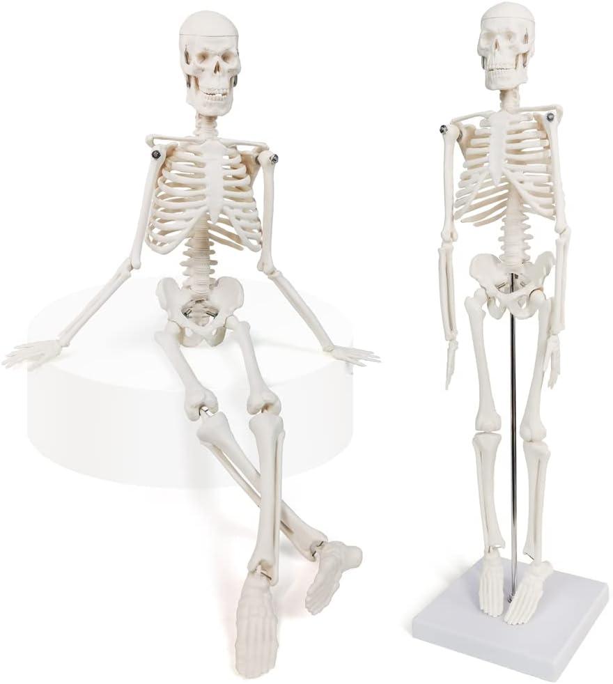 Mini Human Skeleton Model, 17.7 Small Skeleton Anatomy Model W/Movable Arms, Legs and Stand for Student Kid to Study Human Skeletal System Anatomy, Physiology Decor Halloween Manual Included