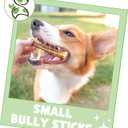 Nature Gnaws Small Bully Sticks for Dogs 5-6" (15 Count) - Long Lasting for Light Chewers and Puppies - Natural Thin Beef Dog Chew Bones - Rawhide Free (EXP 12/01/25)