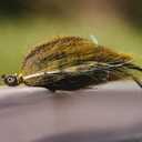 Northland Fishing Tackle Minnesota Mullet Hair Jig Fishing Lure, Lifelike Pulsing Action Bucktail Jig for Bass, Northern Pike, 8 Colors, 4 Sizes (5/8 Oz, Smelt)