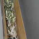 Bellacat Faux Olive Tree 7ftOlive Trees Artificial Indoor with Natural Wood Trunk and Realistic Leaves and Fruits. 7 Feet(84in) Fake Olive Tree for Home House Office Dcor.