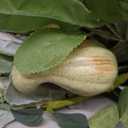 20inch Fall Pumpkin Wreath Harvest Green Leaf Hello Fall Sign Wreaths Front Door Back Door Hallway Decorative Wreath Thanksgiving Harvest Festival Celebration