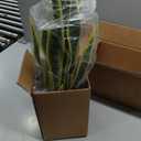 Nearly Natural 26 in. Sansevieria Artificial Silk Plants, Green