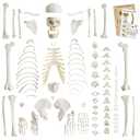 Life-Size 67" Unarticulated Human Skeleton Model