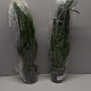 2 Pack Artificial Norfork Pine Tree Real Touch Faux Topiaries Plants Decoration for Garden Home Front Indoor Outdoor Decor