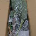  Artificial Fiddle Leaf Fig Tree 6FT - Large Fake Tree with White Planter &Basket, Tall Faux Ficus Lyrata Tree Floor Plants for Indoor Home Decor Office Living Room Housewarming Gift, 1Pack