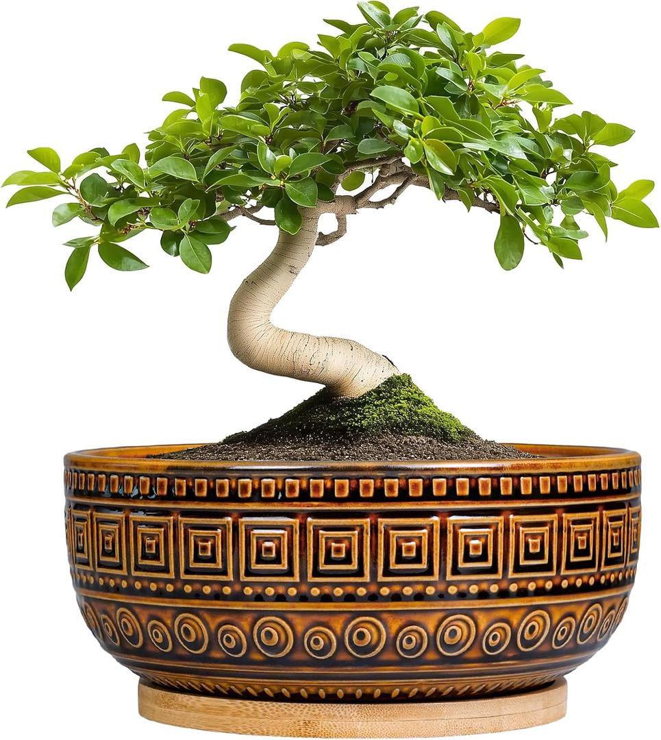 G EPGardening Bonsai Pots- 8 Inch Ceramic Succulent Planter with Drainage and Plant Saucer, Shallow Round Planter Bowl for Indoor Plants Flower, Boho Room Decor, Birthday Gifts, Brown