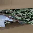 4FT Artificial Olive Tree, Faux Potted Olive Plant with Realistic Trunk, 436 Leaves & 16 Fruits,Fake Olive Tree for Home Office Indoor Outdoor Decor (Set of 2)